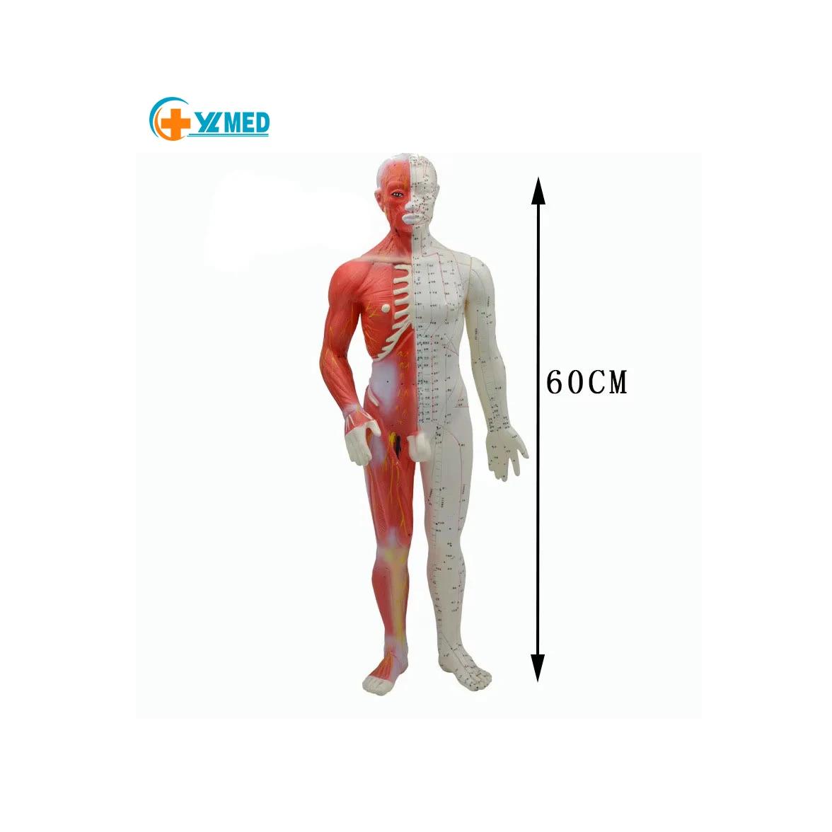 Медицинская красочная пластиковая акупунктурная модель в натуральную величину 60 см для обучения китайской медицине