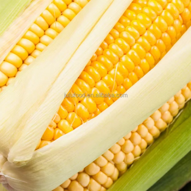 china yellow golden sweet cream style dried corn cob