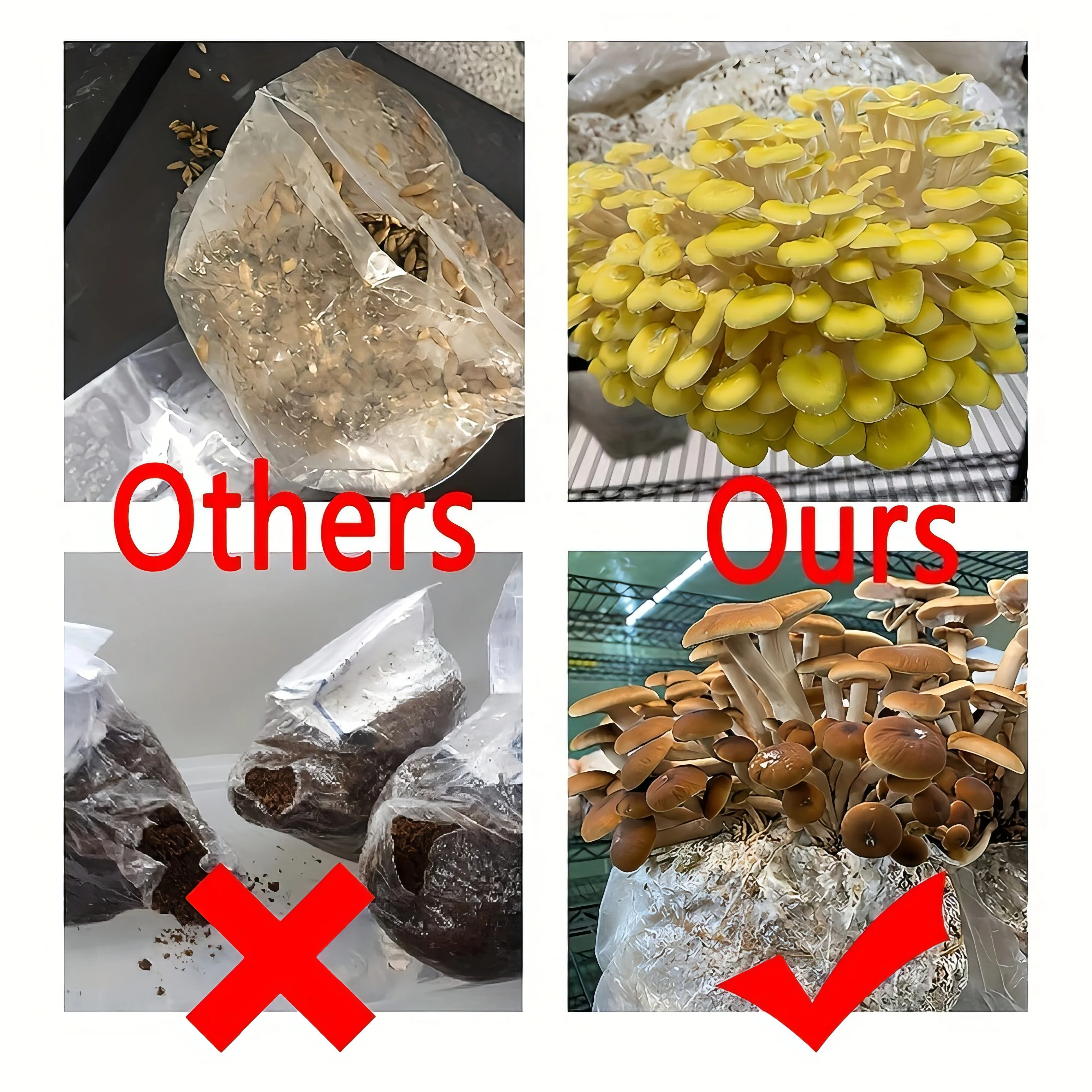 china  Clear  320*500 8 Mil Durable Mushroom Grow Spawn Cultivation Bag Substrate Growing Bags for mushroom cultivation