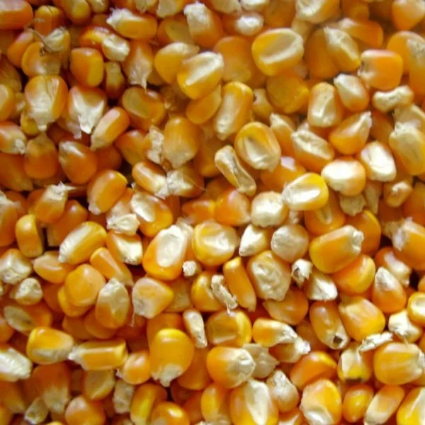 
Yellow Corn/Maize for Animal Feed / Yellow Corn For Poultry Feed , Human Consumption 