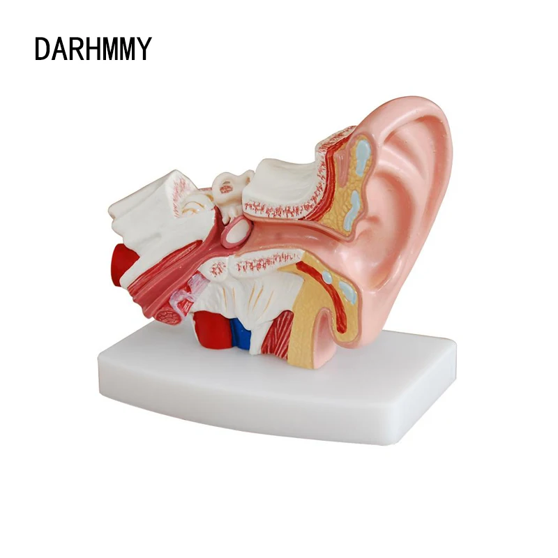 DARHMMY Medical Science Anatomical Type Human Ear Simulation Desktop Model