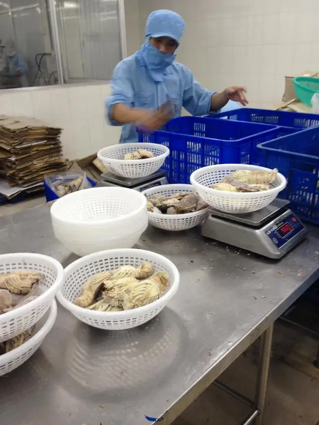 
Frozen IQF Slipper Lobster In Viet Nam 