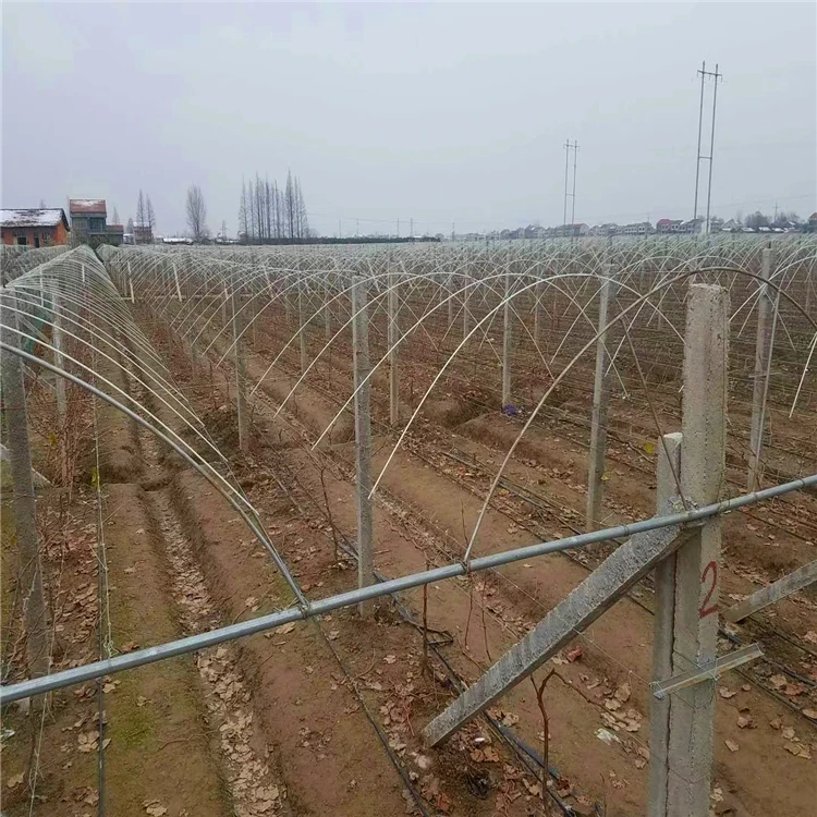 Fiberglass stake for warm house/ GRP plant stakes/FPR rod for garden in Tstar