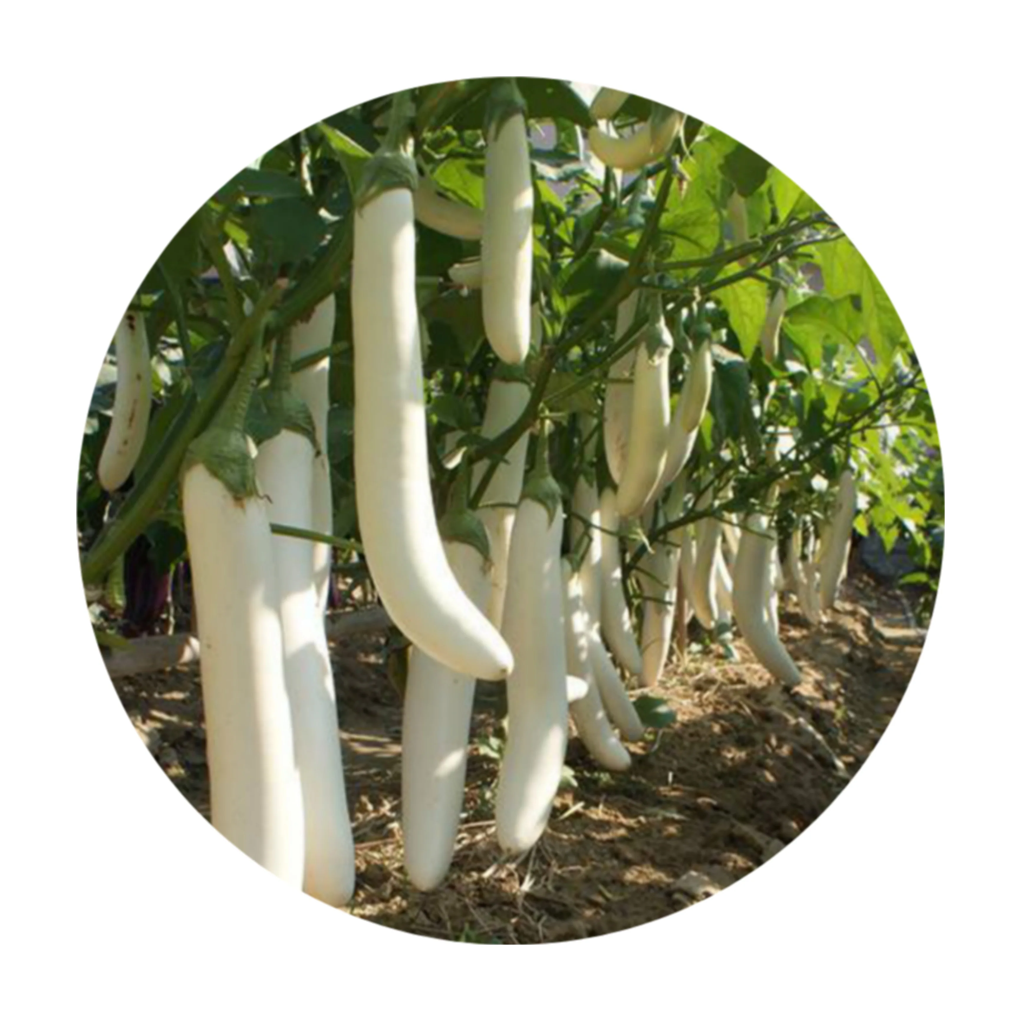 Small Packaging Chinese Vegetable NEPL18 QS White Eggplant Seeds