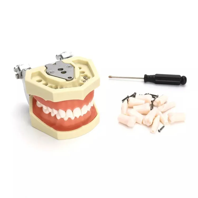 High quality tooth model made in china tooth dental model  dental tooth model with 28 teeth
