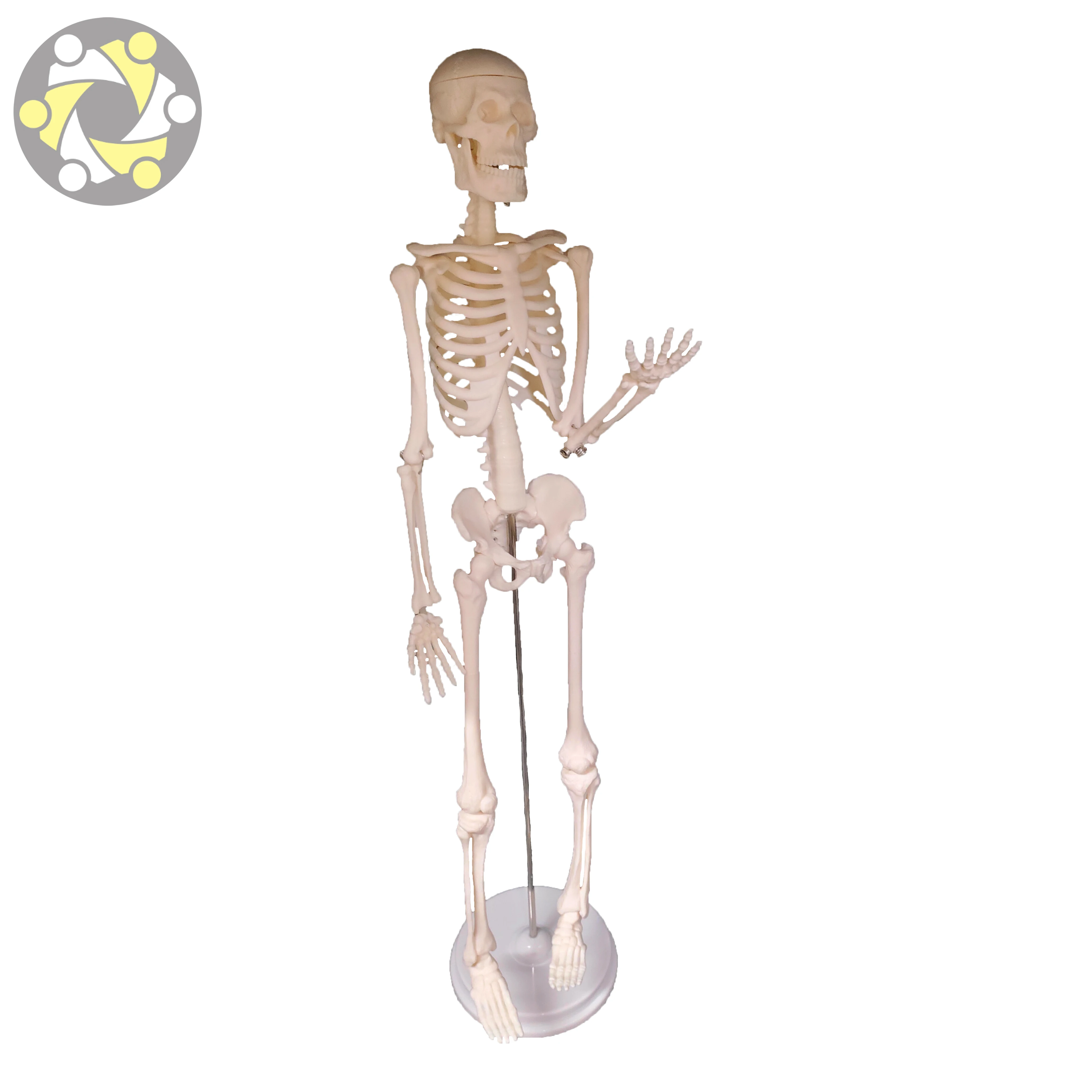 Medical Science Human PVC 45cm Skeleton Anatomical Models Teaching Resources