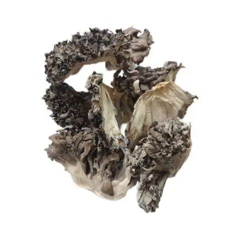 Wholesale Hui shu hua Premium Quality Maitake Dried Mushroom Grifola frondosa in Raw Ad Drying Process
