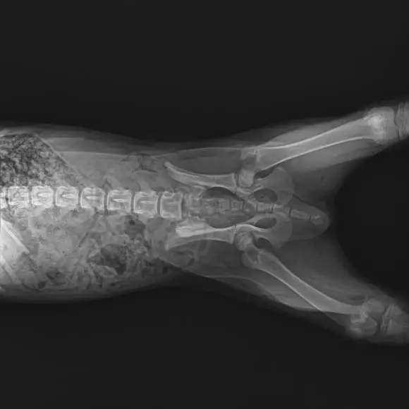 Hot Sell DRS-V1717X Flat Panel Detector Wired Vet Radiography DR FPD Veterinary Digital X ray DR Detector