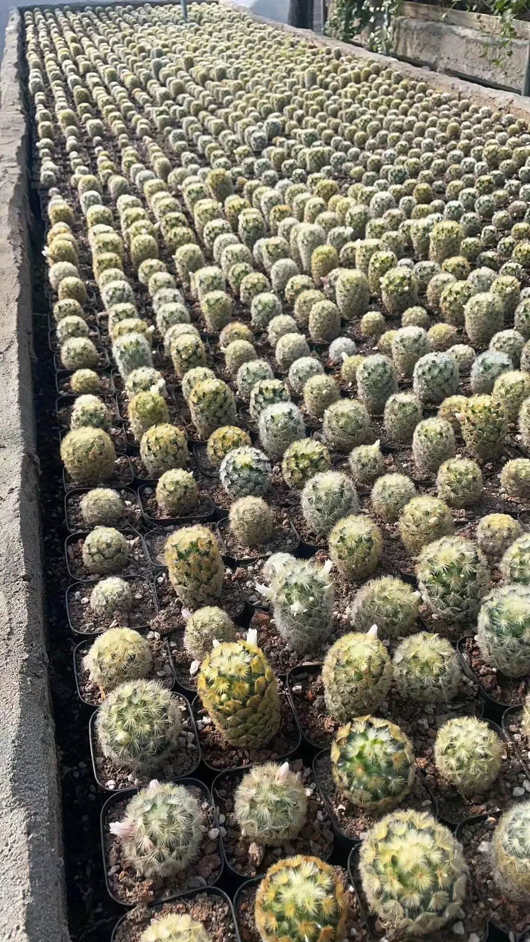 Mammillaria carmenae Buddha  Cactus wholesale Mini Cacti Live Cactus Succulent Plants indoor plant