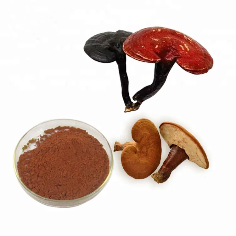 Healthcare Herbal Plant Product Reishi Mushroom Extract Ganoderma Lucidum Extract