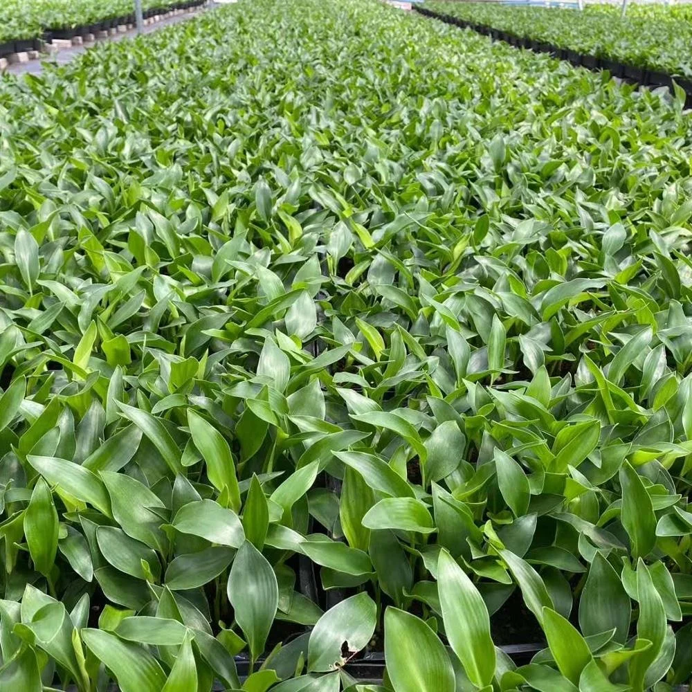 Завод рассады сафлоровое масло райская птица