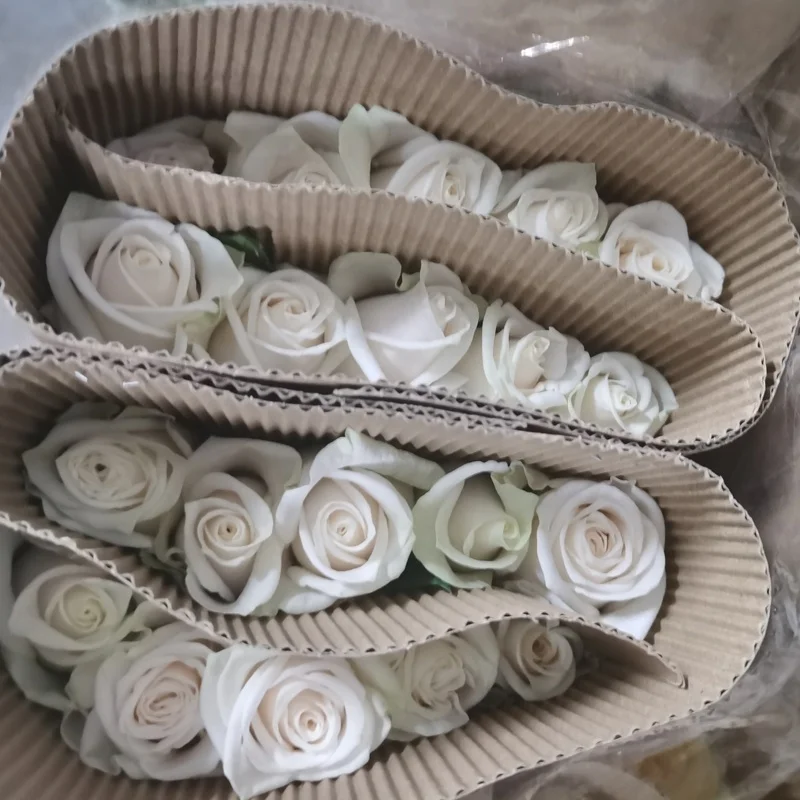 Настоящие свежие цветы, высокое качество, свежие резные цветы, белая Роза от юньнанских цветочных полей, Прямая поставка