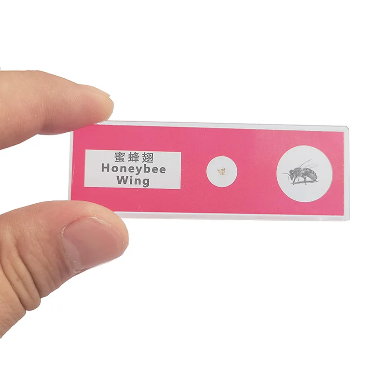 5pcs Children Education Used Biology Prepared Microscope Slides Set For Microscope