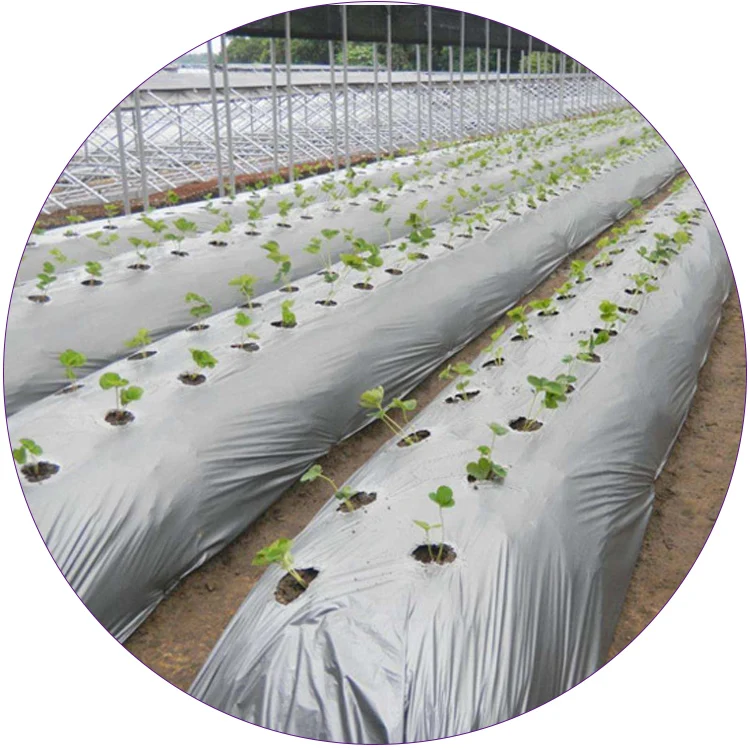 30 micron black silver mulch film for agriculture strawberry farming ground cover reflective plastic mulch film