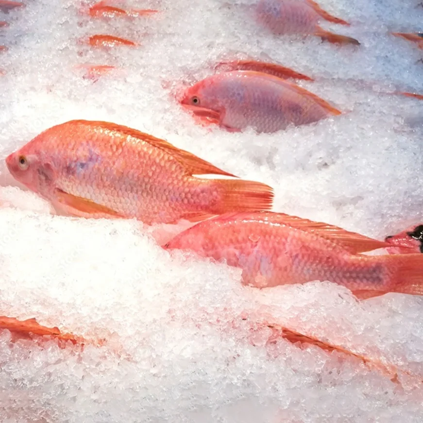 box packaging gutted scaled organic live frozen red tilapia gs whole round 800g black red fresh frozen red tilapia fish price