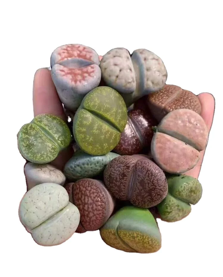
lithops 2.5-4cm 