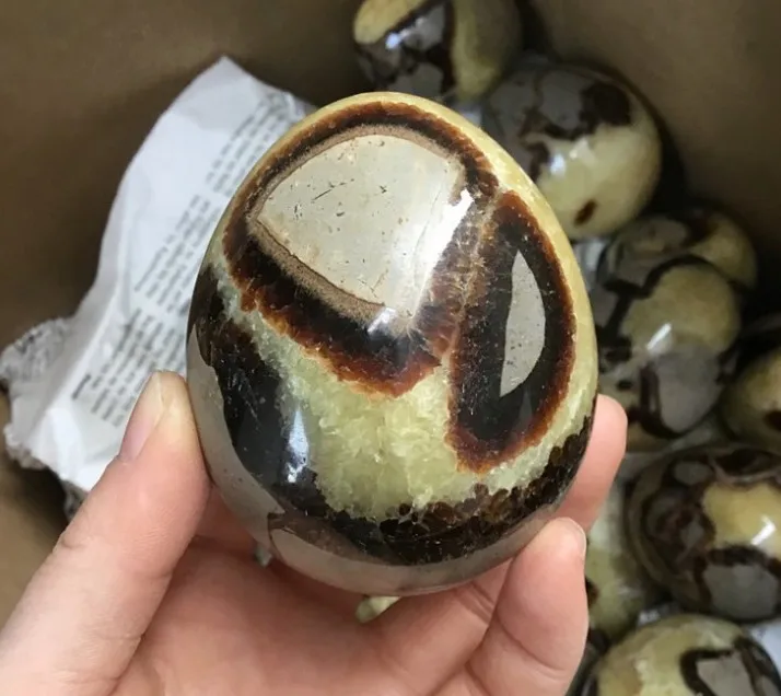 Wholesale natural beetle stone tortoiseshell stones eggs septarium egg for decoration