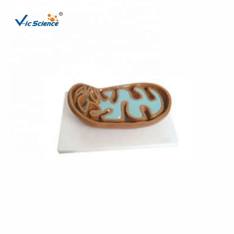 
Best price good quality Mitochondria model 