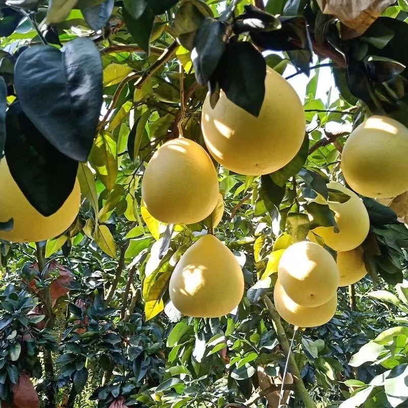 Chinazhangzhou honey pomelo grapefruit pomelo fruit freshly picked large pomelo Fresh