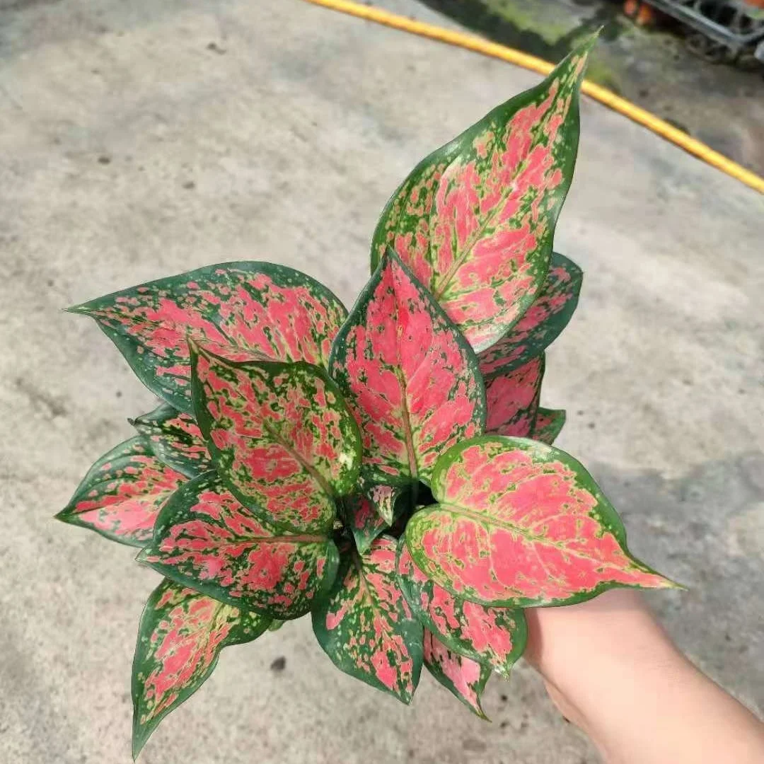 Wholesale calatheas plants Aglaonema live plants Indoor bonsai woodly plants 3 in 1