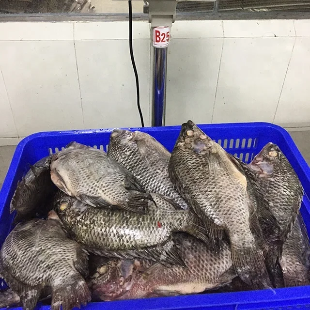 Fresh IWP Whole Cleaned Poisson Congele Tilapia Frozen Black IQF Gutted & Scaled Tilapia Price