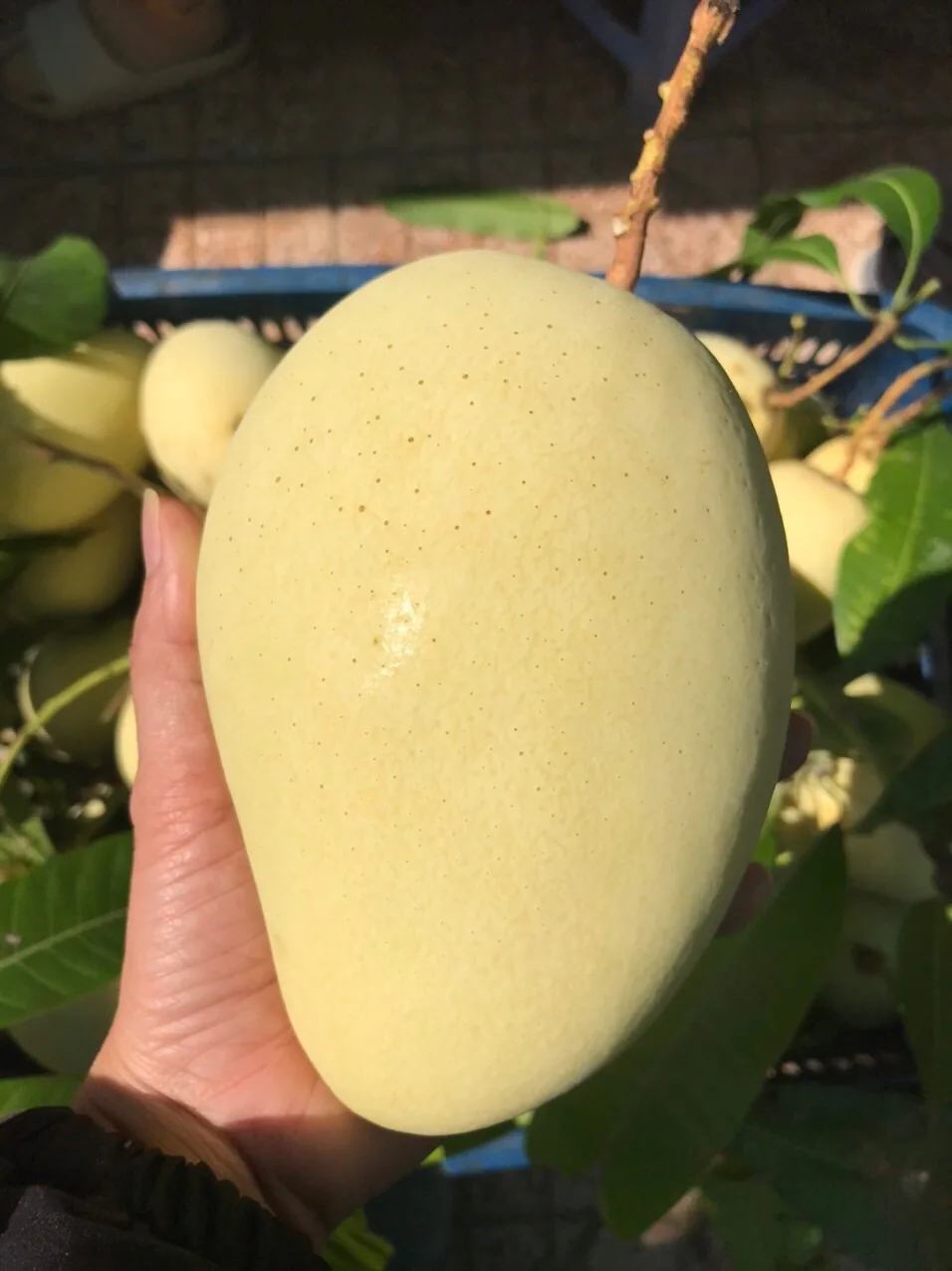 Cat Chu Mango Fresh Fruit Best Price For Export Low MOQ Top Quality Brand Manufacturer Supplier Custom Logo Package