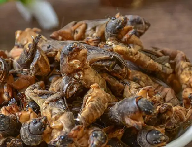 
Lou gu 1KG new sulphur free whole dried Mole Crickets for sale 