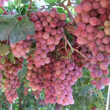 Tasty Seedless Grapes (Flame &