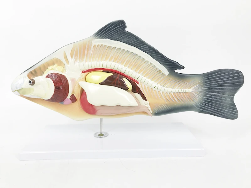 YA/B023 Natural Size Fish Anatomy and Torso Adult Fish Specimen for Anatomical Reference Fish Anatomy Model