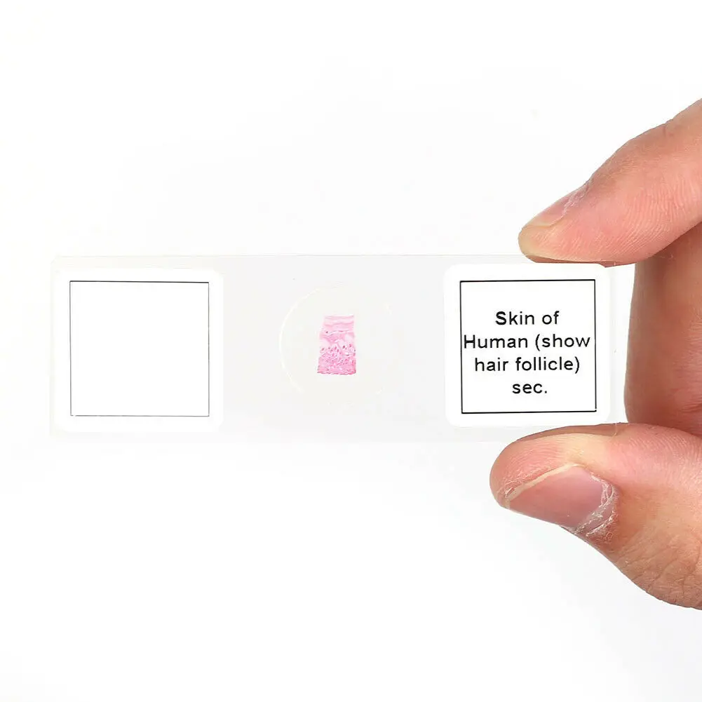 Histology Prepared Slides Microscope Slide