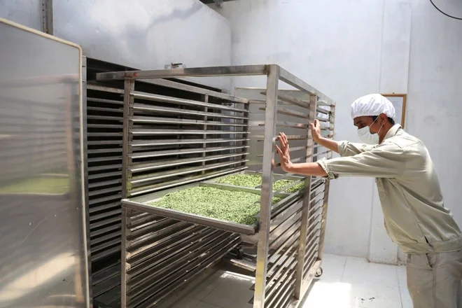 ATL GLOBAL - MORINGA POWDER ORGANIC POWDER BAG GLASS PACKAGING ISO, HALAL CERTIFICATE VIETNAM