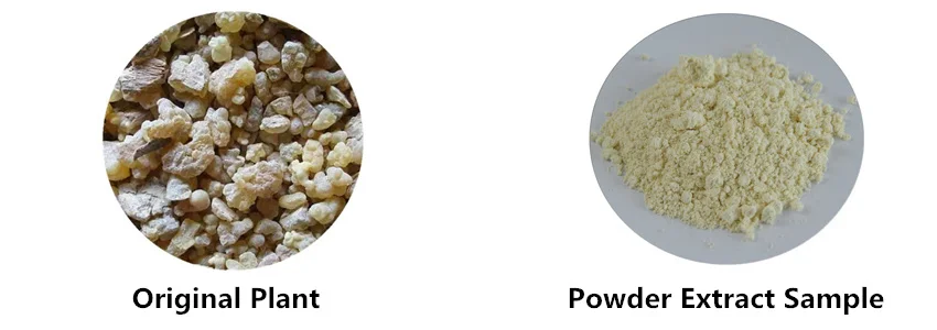 Factory Price Boswellia Serrata Extract Powder 95%/65%  Rankincense Extract Used Part Resin