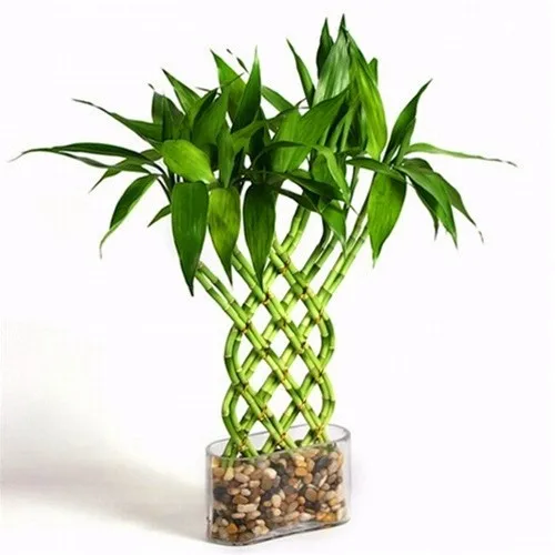 
braided dracaena indoor live plant lucky bamboo 