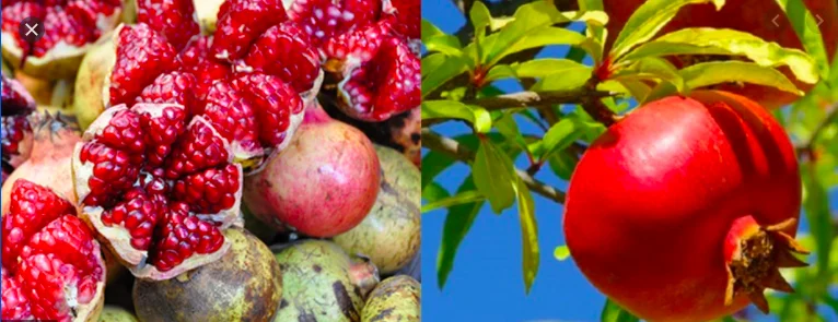 
Wholesale high quality healthy natural tasty fresh pomegranate fruit exporter 