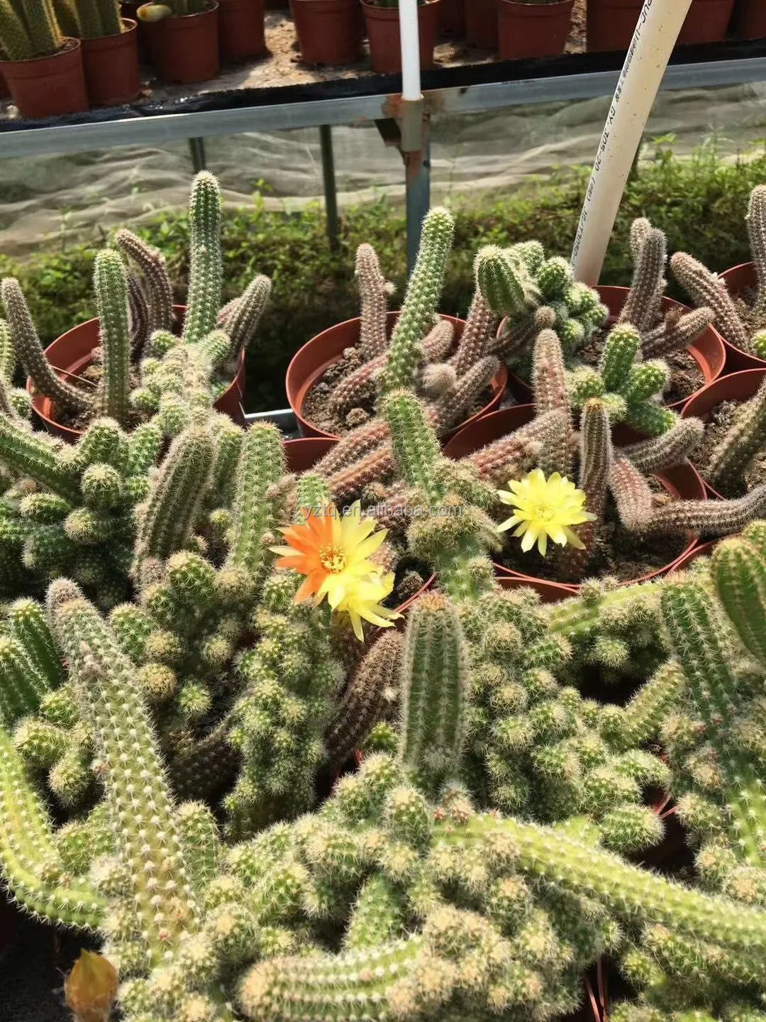 Wholesale cactus plants live cactus  Echinopsis chamaecereus Peanut Cactus  Natura plant for sale