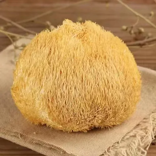 Hou Tou Gu Natural Raw Dried Monkey Head Mushroom Whole Fungus Healthy Food Supplement for Sale