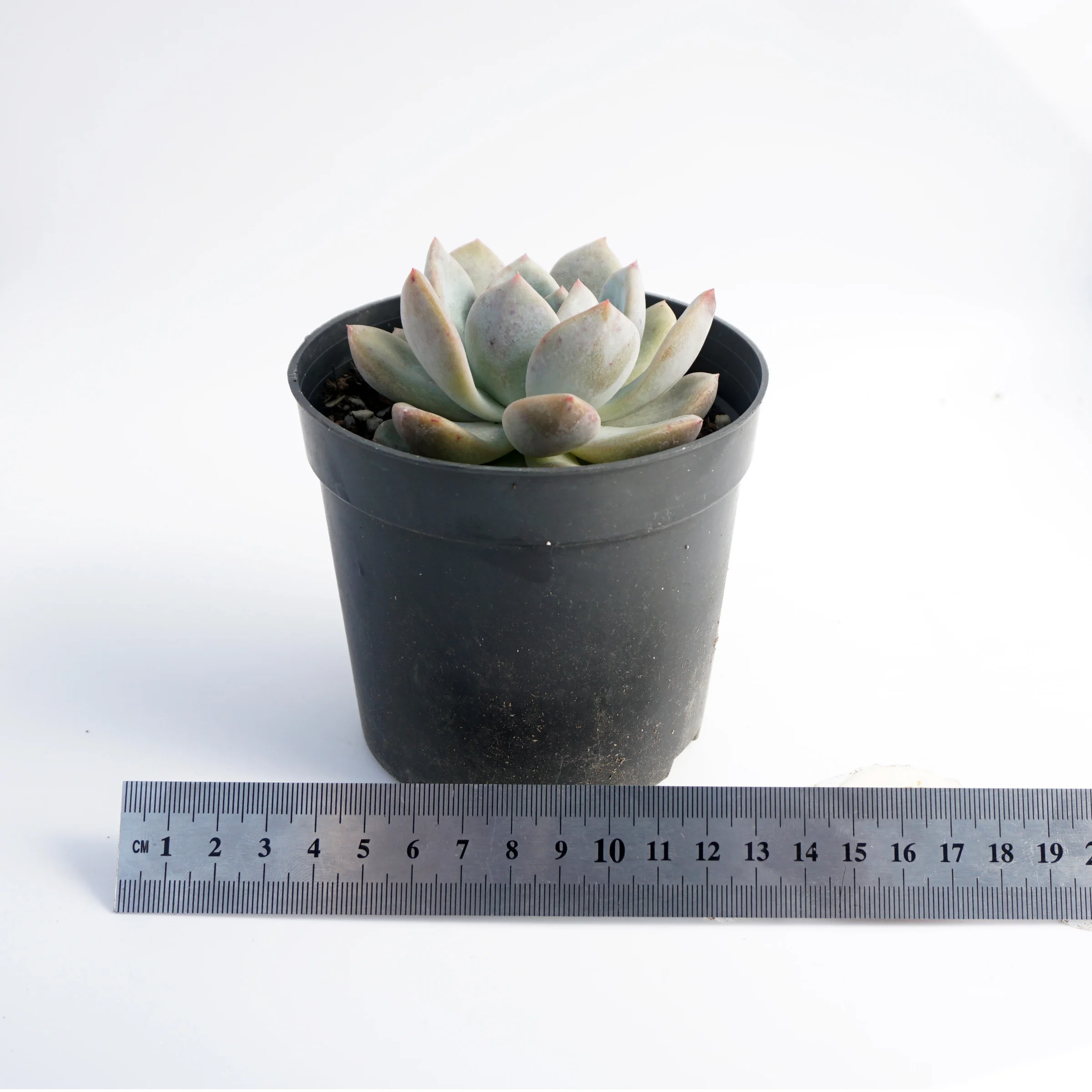 factory direct supply High Quality suculentas natural variegated echeveria rare succulent plants