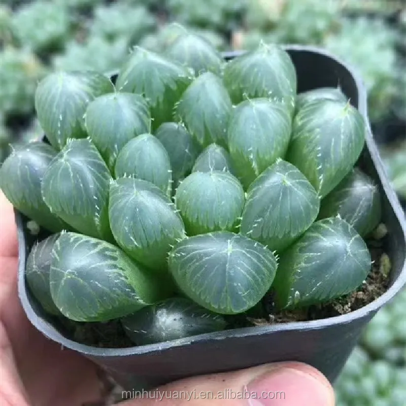 Комнатные растения havorthia retusa