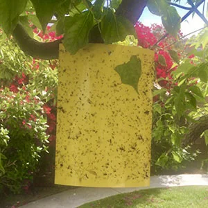 Fruit Fly Trap, Yellow Sticky Gnat Traps Killer for Indoor/Outdoor Flying Plant Insect glue trap