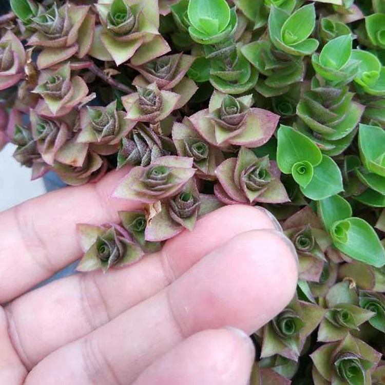 Rooftop Decoration Seed Plant Tray Flat Planter Flower Pot Garden