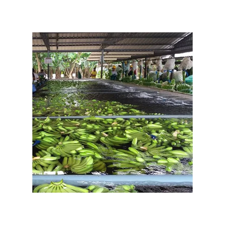 100% Natural High Quality Brands Export Delicious Fresh Green Banana For Sale