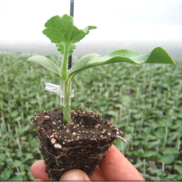 
SHUANGXING SEED ROOTSTOCK SEEDS ONLY FOR WATERMELON 