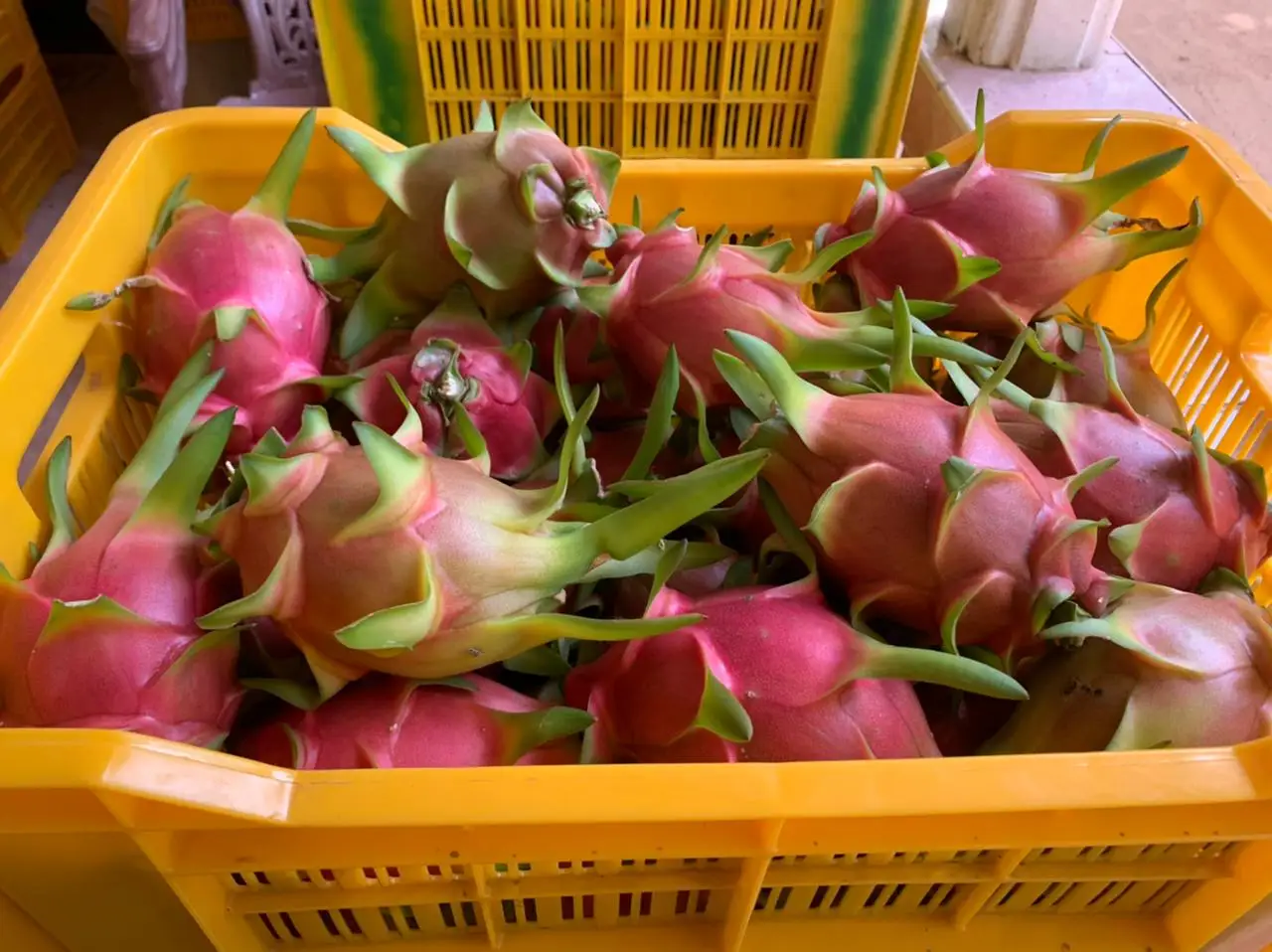  Свежие фрукты Pitaya с красным драконом в коробке оптовая продажа экспорт высокое