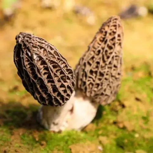 Huaran Yulin Guangxi China fungus mushroom wholesale Black Wild Morel Mushroom Dry Toadstool For Food