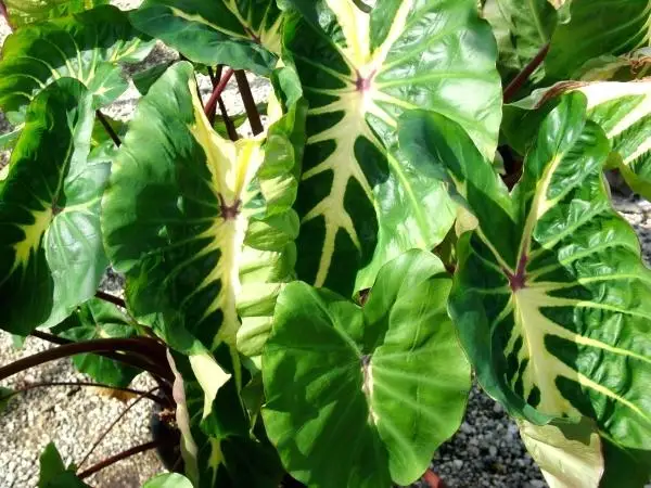 Real plants Indoor ornament Alocasia/Colocasia white lava plant of Indoor ornament  Supplier