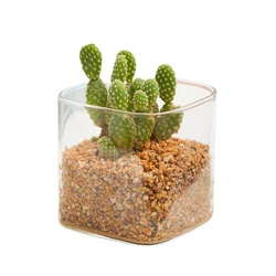 Factory Supply Customized Borosilicate Glass Jar For Succulent Hydroponic Plants
