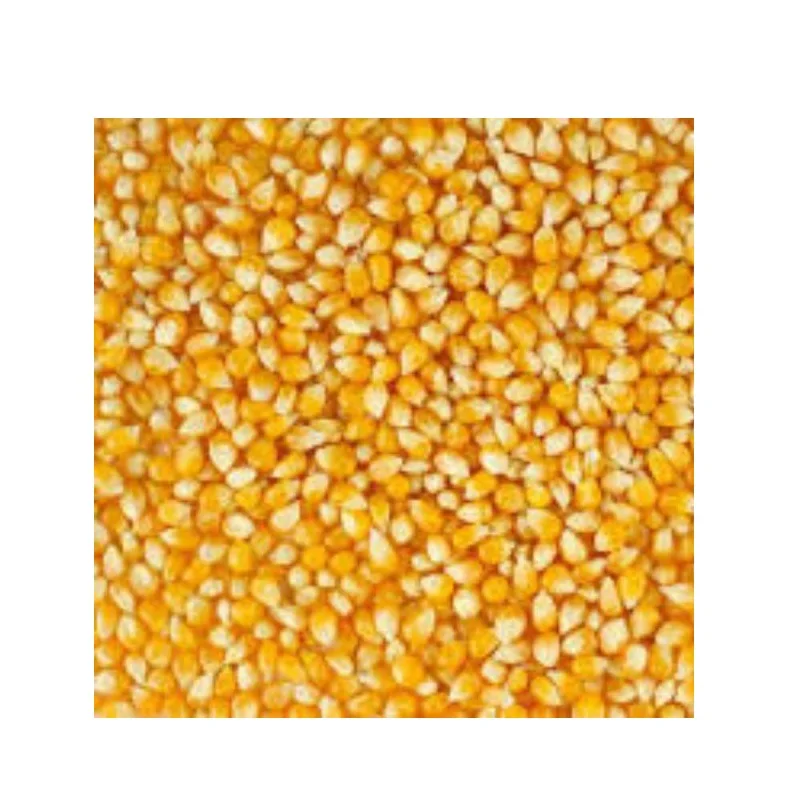 
High Quality 100% Fresh Yellow Corn Suppliers For Sale From Philippines 