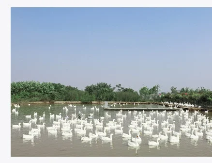 Custom Wholesale Natural White Duck Feather Filling Materials 2-4 Cm