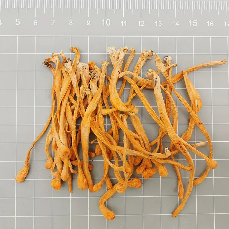 Big Spore Head Best Price High Cordycepin Organic Dried Cordyceps Militaris Cordyceps Militaris Mushroom
