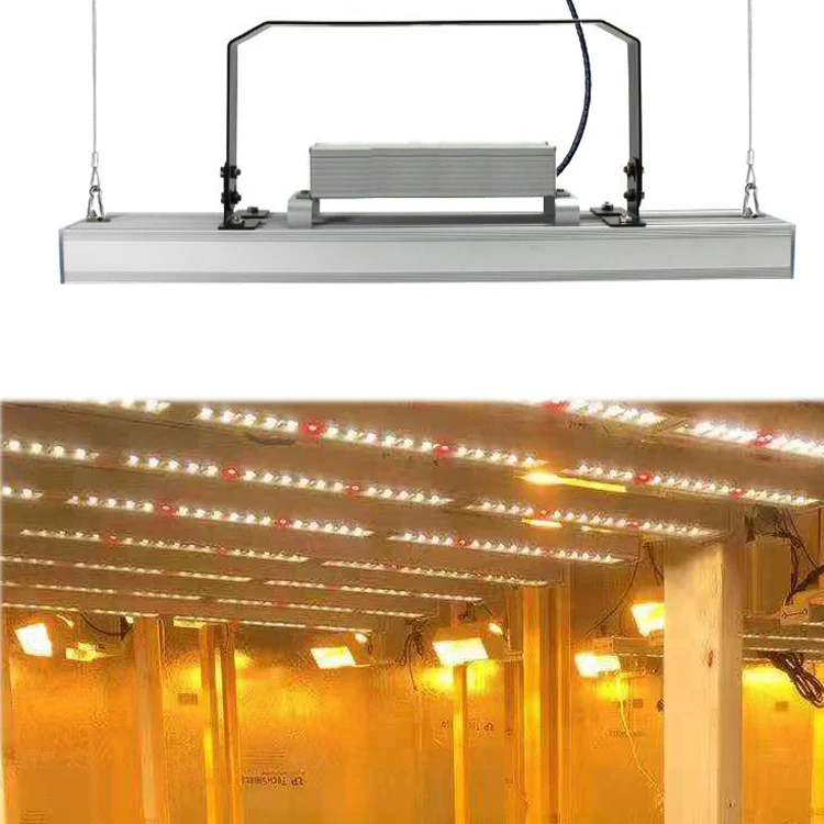 New full spectrum 0-10V dimmable waterproof 80W/160w/240w Samsung LM301B  LED Plant Grow lights for  Indoor  medical Greenhouse